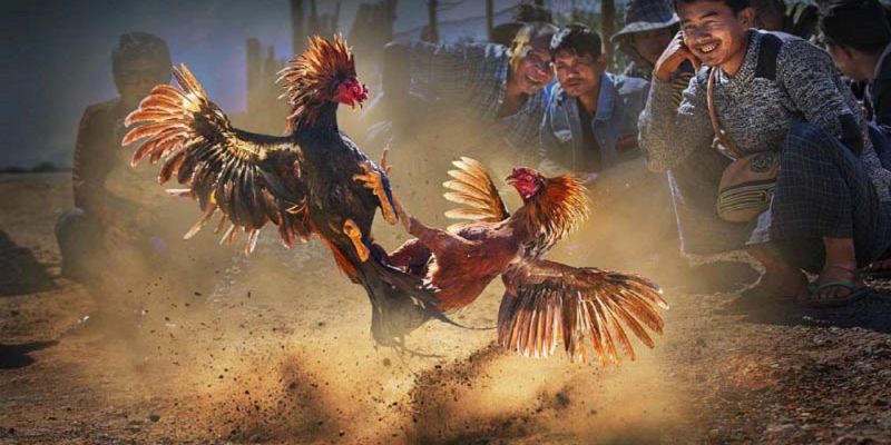 Banner www.arianerealestate.qa